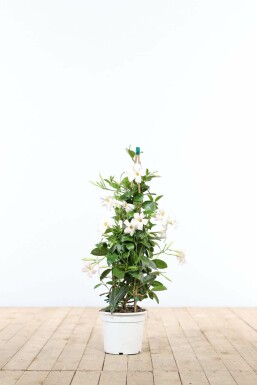 Aucune image disponible