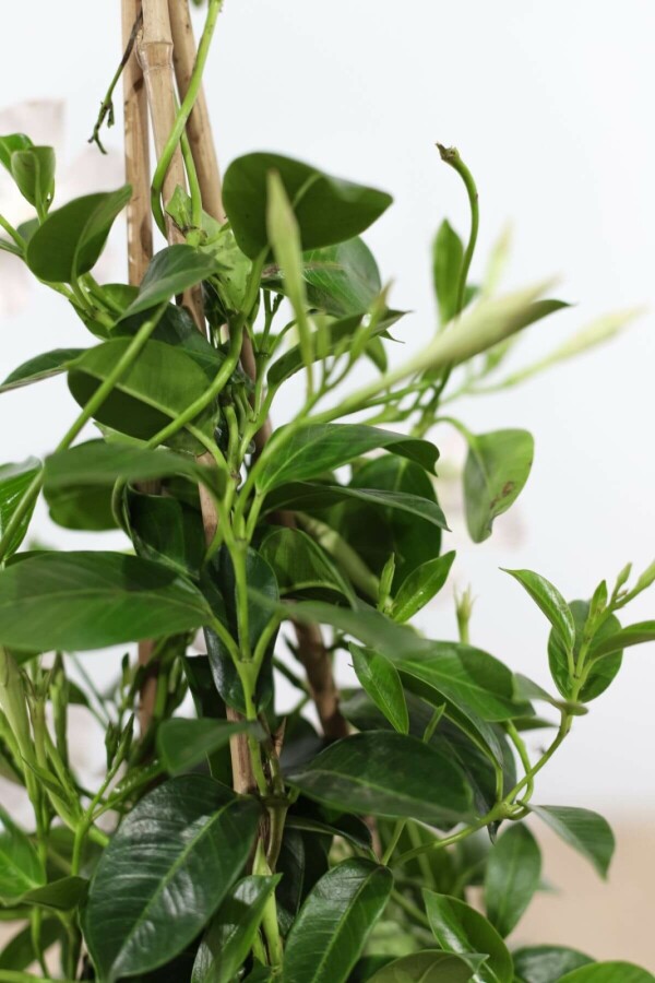 Dipladénia de Sander Mandevilla sanderi Pyramide 35-40 Pot Dipladenia / Mandevilla Pyramide 35-40 cm