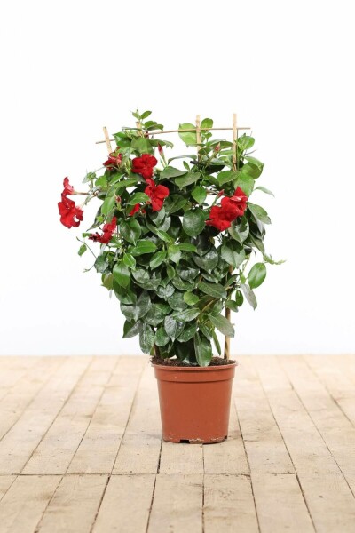 Dipladénia de Sander Mandevilla sanderi Support 35-40 Pot Dipladenia / Mandevilla Support 35-40 cm