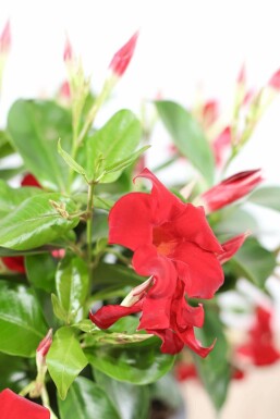 Dipladénia de Sander Mandevilla sanderi Support 35-40 Pot Dipladenia / Mandevilla Support 35-40 cm