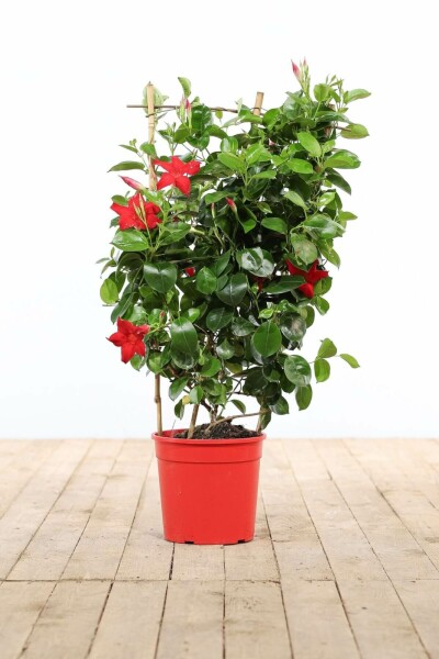 Dipladénia de Sander Mandevilla sanderi Support 60-70 Pot Dipladenia / Mandevilla Support 60-70 cm