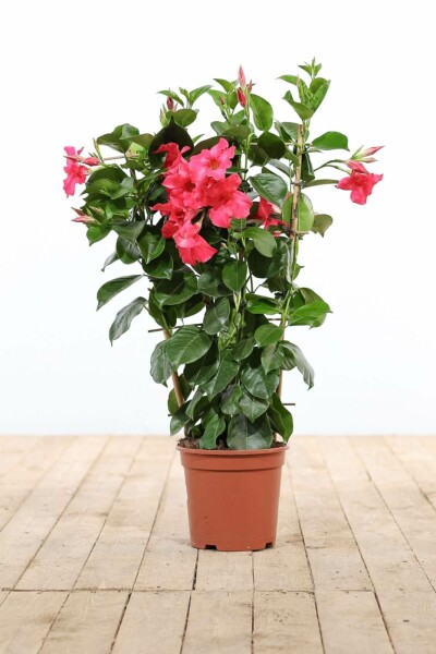 Dipladénia de Sander Mandevilla sanderi Support 35-40 Pot Dipladenia / Mandevilla Support 35-40 cm