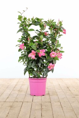 Dipladénia de Sander Mandevilla sanderi Support 60-70 Pot