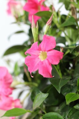 Dipladénia de Sander Mandevilla sanderi Support 60-70 Pot Dipladenia / Mandevilla Support 60-70 cm