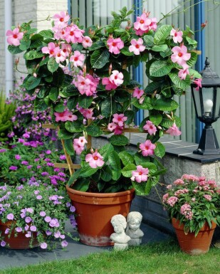 Dipladénia de Sander Mandevilla sanderi Support 60-70 Pot Dipladenia / Mandevilla Support 60-70 cm