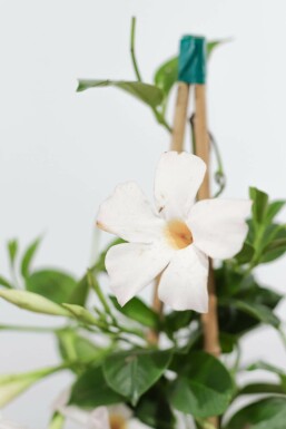 Dipladénia de Sander Mandevilla sanderi Support 60-70 Pot Dipladenia / Mandevilla Support 60-70 cm