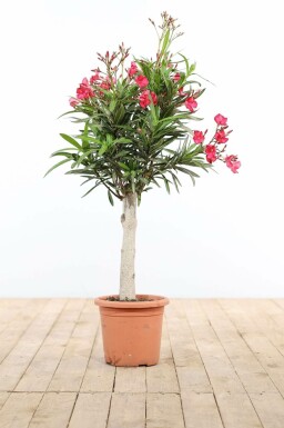 Laurier Rose / Nerium Oleander Sur tige/stipe/tronc