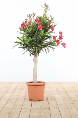 Nérion laurier-rose Nerium oleander Sur tige 100-120 Pot Laurier Rose / Nerium Oleander Sur tige/stipe/tronc 100-120 cm