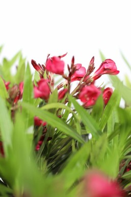 Nérion laurier-rose Nerium oleander Sur tige 120-130 Pot