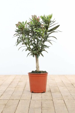 Laurier Rose / Nerium Oleander Sur tige/stipe/tronc