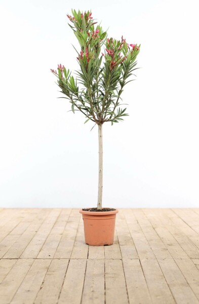 Nérion laurier-rose Nerium oleander Sur tige 120-130 Pot Laurier Rose / Nerium Oleander Sur tige/stipe/tronc 120-130 cm