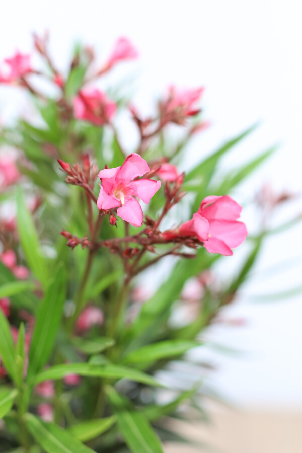 Nérion laurier-rose Nerium oleander Sur tige 120-130 Pot Laurier Rose / Nerium Oleander Sur tige/stipe/tronc 120-130 cm