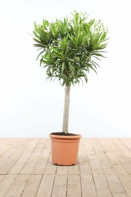 Nérion laurier-rose Nerium oleander Sur tige 120-130 Pot Laurier Rose / Nerium Oleander Sur tige/stipe/tronc 120-130 cm