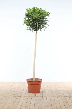 Nérion laurier-rose Nerium oleander Sur tige 170-180 Pot Laurier Rose / Nerium Oleander Sur tige/stipe/tronc 170-180 cm