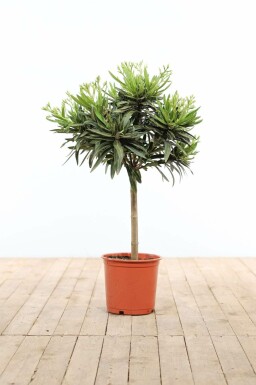 Nérion laurier-rose Nerium oleander Sur tige 60-70 Pot Laurier Rose / Nerium Oleander Sur tige/stipe/tronc 60-70 cm