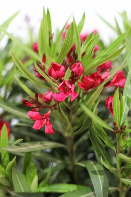 Nérion laurier-rose Nerium oleander Arbuste 100-120 Pot