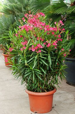 Nérion laurier-rose Nerium oleander Arbuste 100-120 Pot Laurier Rose / Nerium Oleander Arbuste 100-120 cm