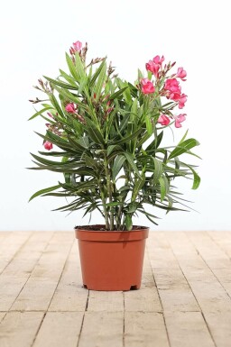 Nérion laurier-rose Nerium oleander Arbuste 50-60 Pot Laurier Rose / Nerium Oleander Arbuste 50-60 cm