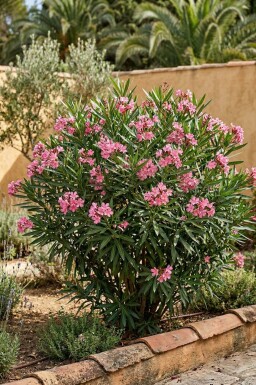 Laurier Rose / Nerium Oleander Arbuste 50-60 cm