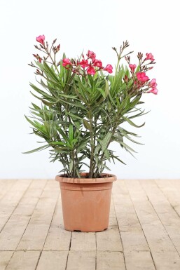 Nérion laurier-rose Nerium oleander Arbuste 70-80 Pot