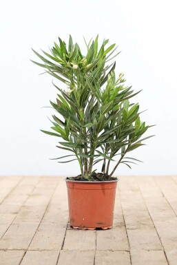 Nérion laurier-rose Nerium oleander Arbuste 50-60 Pot