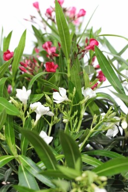 Nérion laurier-rose Nerium oleander Arbuste 50-60 Pot Laurier Rose / Nerium Oleander Arbuste 50-60 cm