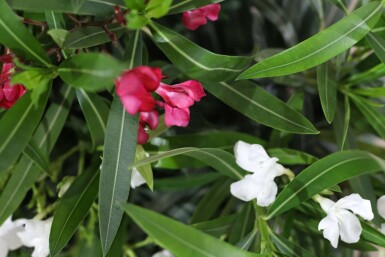 Nérion laurier-rose Nerium oleander Arbuste 50-60 Pot