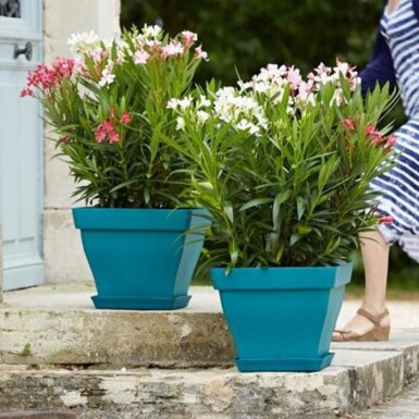 Nérion laurier-rose Nerium oleander Arbuste 50-60 Pot Laurier Rose / Nerium Oleander Arbuste 50-60 cm