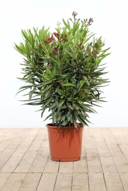 Nérion laurier-rose Nerium oleander Arbuste 70-80 Pot