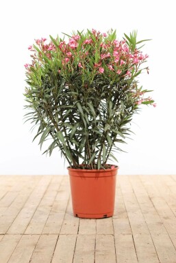 Nérion laurier-rose Nerium oleander Arbuste 100-120 Pot Laurier Rose / Nerium Oleander Arbuste 100-120 cm