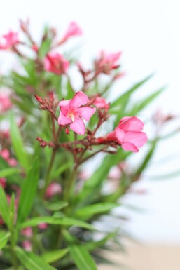 Nérion laurier-rose Nerium oleander Arbuste 100-120 Pot