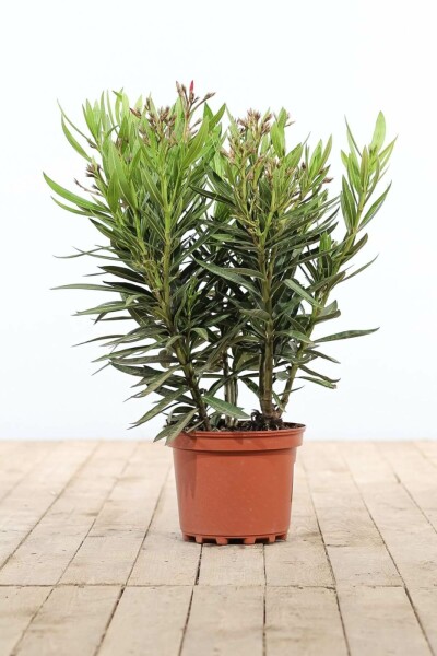 Nérion laurier-rose Nerium oleander Arbuste 50-60 Pot Laurier Rose / Nerium Oleander Arbuste 50-60 cm