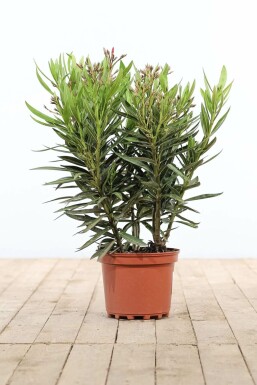 Nérion laurier-rose Nerium oleander Arbuste 50-60 Pot Laurier Rose / Nerium Oleander Arbuste 50-60 cm