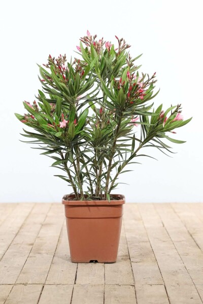 Nérion laurier-rose Nerium oleander Arbuste 70-80 Pot Laurier Rose / Nerium Oleander Arbuste 70-80 cm