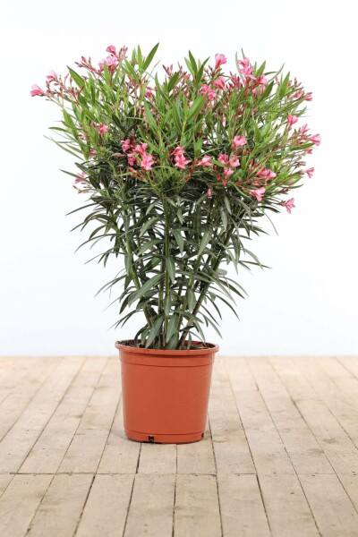Nérion laurier-rose Nerium oleander Arbuste 80-100 Pot Laurier Rose / Nerium Oleander Arbuste 80-100 cm