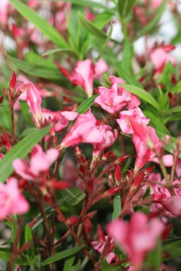 Nérion laurier-rose Nerium oleander Arbuste 80-100 Pot