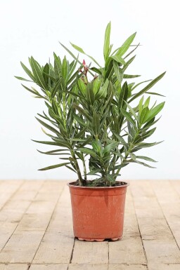 Nérion laurier-rose Nerium oleander Arbuste 50-60 Pot Laurier Rose / Nerium Oleander Arbuste 50-60 cm
