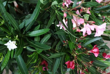 Nérion laurier-rose Nerium oleander Arbuste 50-60 Pot