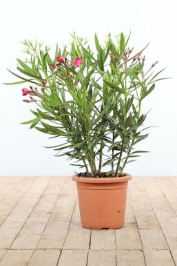 Laurier Rose / Nerium Oleander Arbuste