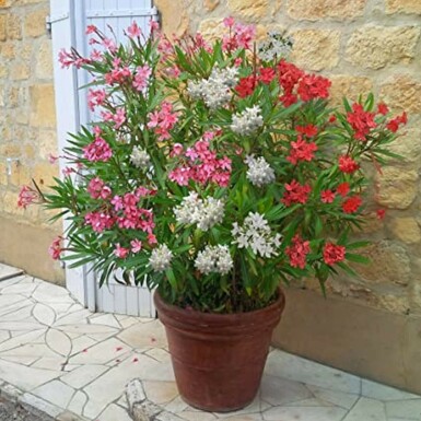 Nérion laurier-rose Nerium oleander Arbuste 70-80 Pot Laurier Rose / Nerium Oleander Arbuste 70-80 cm