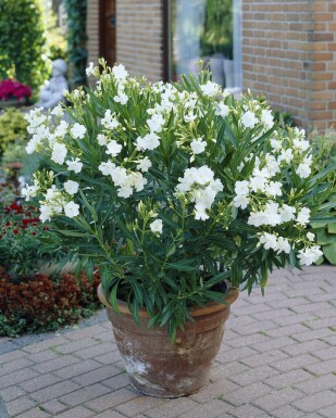 Nérion laurier-rose Nerium oleander Arbuste 100-120 Pot