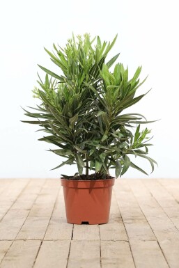 Nérion laurier-rose Nerium oleander Arbuste 50-60 Pot