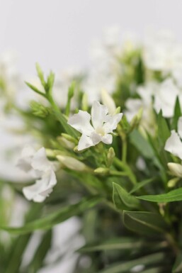 Nérion laurier-rose Nerium oleander Arbuste 50-60 Pot