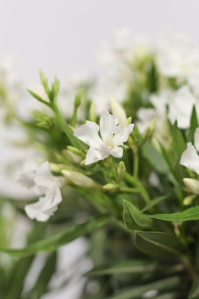 Laurier Rose / Nerium Oleander Arbuste