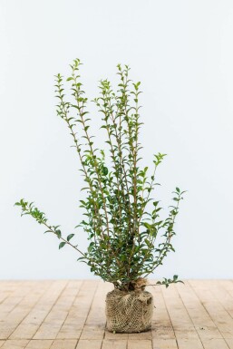 Osmanthe de burkwood Osmanthus × burkwoodii Haie 60-80 Motte Osmanthe / Osmanthus Burkwoodii 60-80 cm