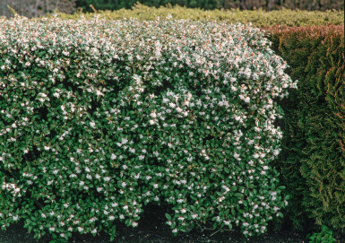 Osmanthe de burkwood Osmanthus × burkwoodii Haie 60-80 Motte