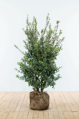Osmanthe de burkwood Osmanthus × burkwoodii Haie 100-125 Motte Osmanthe / Osmanthus Burkwoodii 100-125 cm
