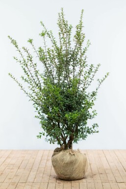 Osmanthe de burkwood Osmanthus × burkwoodii Haie 125-150 Motte