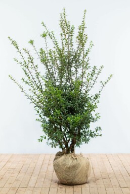 Osmanthe de burkwood Osmanthus × burkwoodii Haie 125-150 Motte Osmanthe / Osmanthus Burkwoodii 125-150 cm
