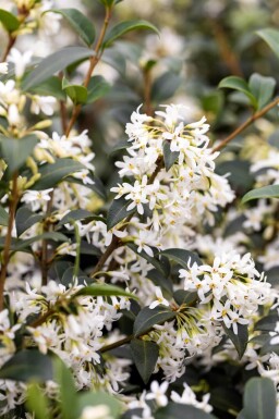 Osmanthe / Osmanthus Burkwoodii 125-150 cm - Motte